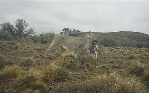 企鹅上岸后 成为美洲狮的囊中餐