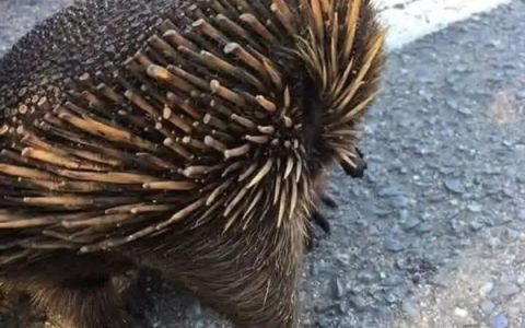 这种身披棘刺的动物适应了森林火灾 被火烧成平头也不逃跑