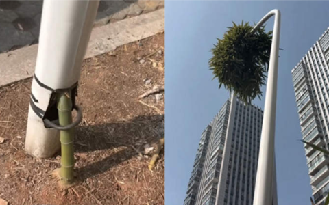 穿透6米路灯向阳而生！竹子生命力有多强 长3天就能刺穿人体