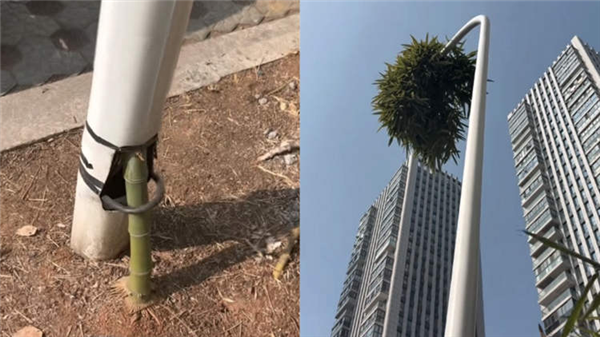 穿透6米路灯向阳而生！竹子生命力有多强 长3天就能刺穿人体