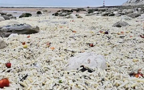 英国出现一片薯条海滩：远远望去全是金黄色