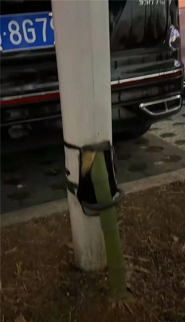 穿透6米路灯向阳而生！竹子生命力有多强 长3天就能刺穿人体