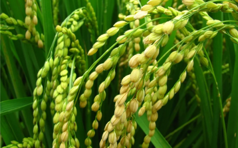 印度高调宣布大米产量超越中国 专家疑惑：1.5咋就大于2了呢