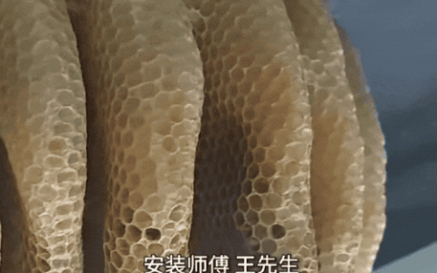 江苏一户人家惊现巨型蜂窝 屋主怕蜜蜂冻死决定与其共同生活