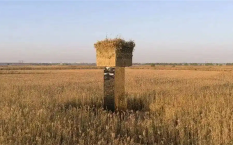 被指候鸟屠场的艺术作品将拆除 因镜面装置易引发鸟撞