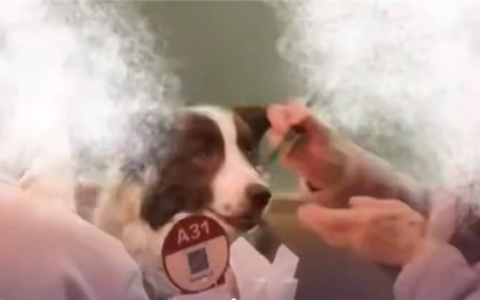 宠物狗上西贝上桌吃饭被质疑 门店：狗没碰餐具 顾客有携带狗盆