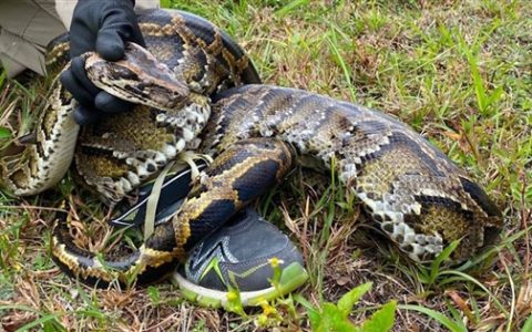 美国捕蛇人被92公斤巨蟒拖行：像骑在一匹慢马上 非常疯狂！