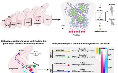 突破！清华大学破解人类大脑“刹车系统”之谜