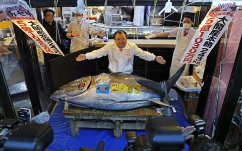 一条鱼卖出2271万人民币！日本金枪鱼首拍创历史最高价