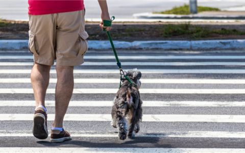 女子遛狗被拽倒索赔8千 法院：因狗绳太长担次责
