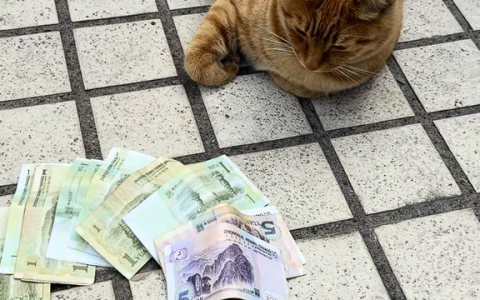 女子拜财神后家中连续出现零钱 监控还原真相：自家橘猫干的