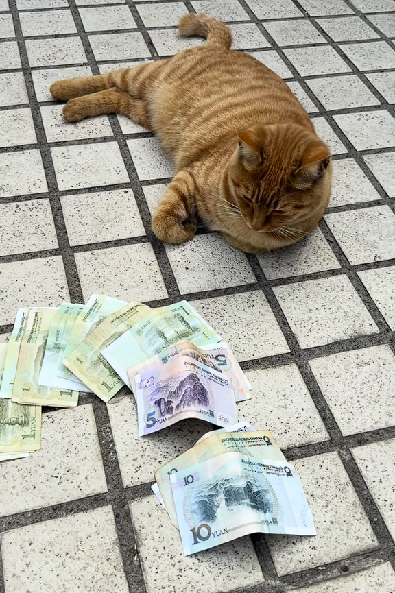 女子拜财神后家中连续出现零钱 监控还原真相：自家橘猫干的