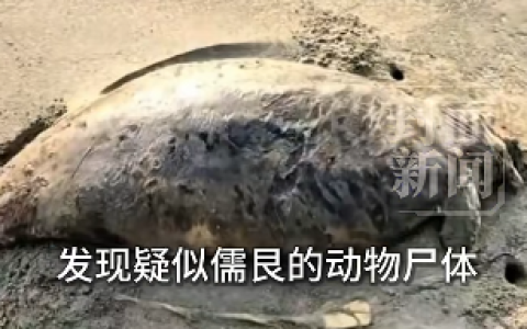 广东海滩发现“美人鱼”尸体：2022年已功能性灭绝
