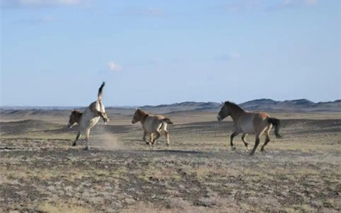 现存唯一野生马种！北京动物园有1只 珍稀程度堪比大熊猫