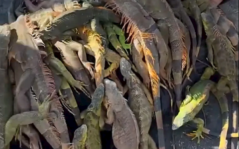 佛罗里达不养闲人！网红收集冻僵蜥蜴当成被子盖在身上