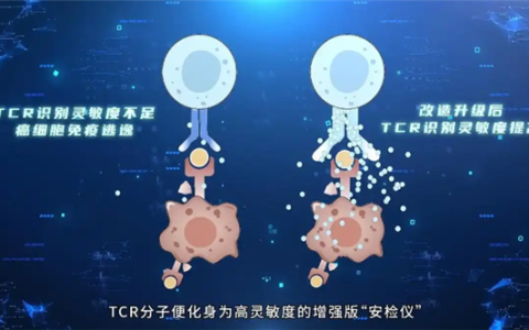 精准狙杀癌细胞！我国科学家突破T细胞识别瓶颈