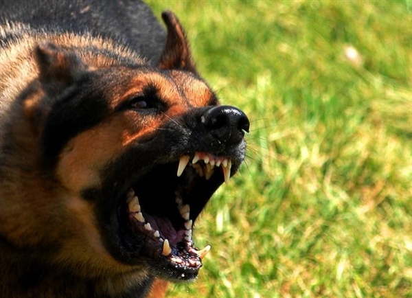 烈犬伤人愈发常见!人大代表:建议严格对禁养犬种规范管理