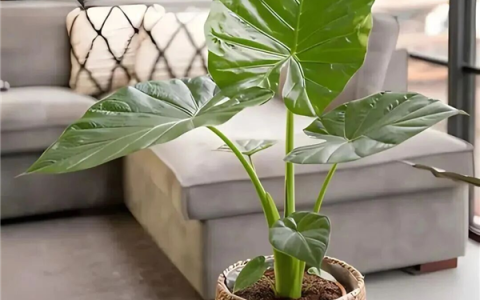 有毒偏不信 男子“舔了一口”家养绿植被紧急送医