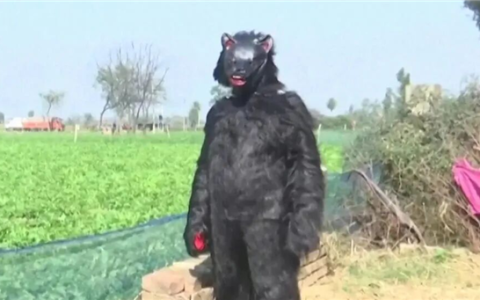 印度猴子偷土豆偷疯了 农民无奈玩起黑熊Cosplay