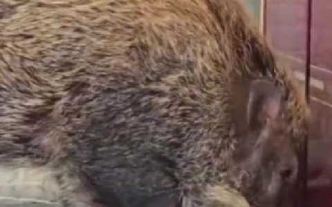 眼镜蛇偷偷入户 反被家养野猪一口咬死：主人直呼救命恩人