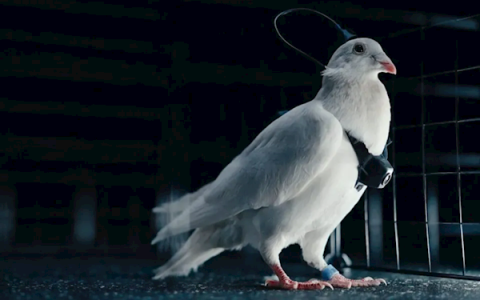 俄罗斯一公司将鸽子变脑控无人机：一天飞行500公里无需换电池