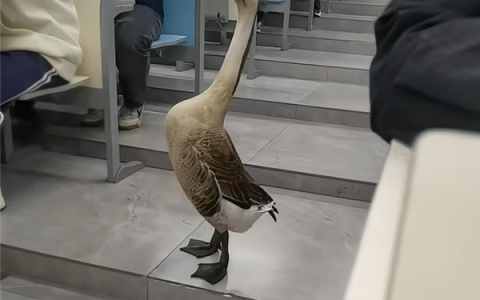 “全校最嚣张的学长”出现了：一只大鹅 可自由出没各区域