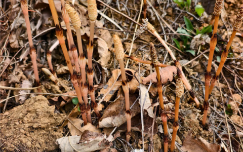 8岁男孩爬山识草疑发现金矿 官方回应：有可能