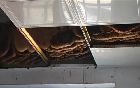 开眼了 徐州一户人家惊现1米巨型蜂巢 三大桶装不下