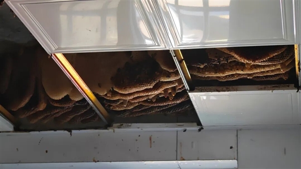 开眼了 徐州一户人家惊现1米巨型蜂巢 三大桶装不下