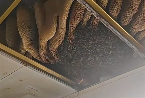 开眼了 徐州一户人家惊现1米巨型蜂巢 三大桶装不下