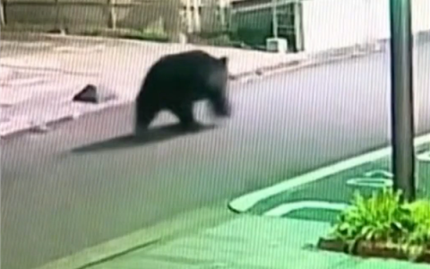 日本熊灾重现 250斤重黑熊闯入居民区14小时被反杀