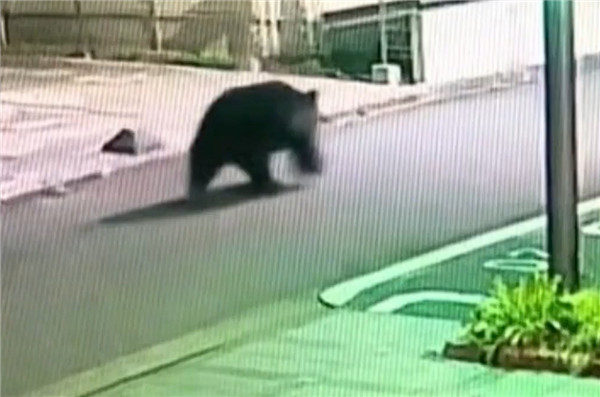 日本熊灾重现 250斤重黑熊闯入居民区14小时被反杀