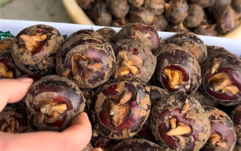 被称为“最脏水果” 马蹄还能放心吃吗