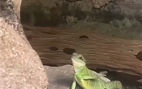 马来西亚一条蜥蜴走红：看到游客会挥手打招呼 被称社交牛蜥