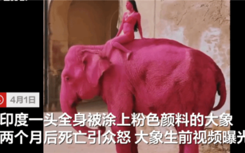 印度65岁大象全身被涂粉色 两月后身亡引众怒