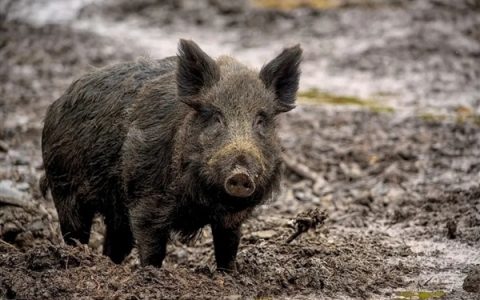 根源自2011年福岛核事故 日本福岛县野猪检出放射性铯超标