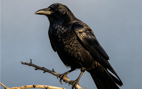 广州一只乌鸦叼石块放入瓶中喝水 网友：原来乌鸦喝水的课文是真的