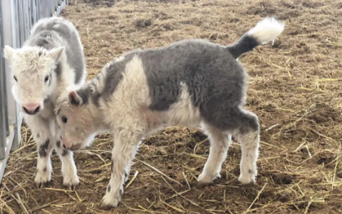 技术新突破！我国首次实现批量克隆10头牦牛