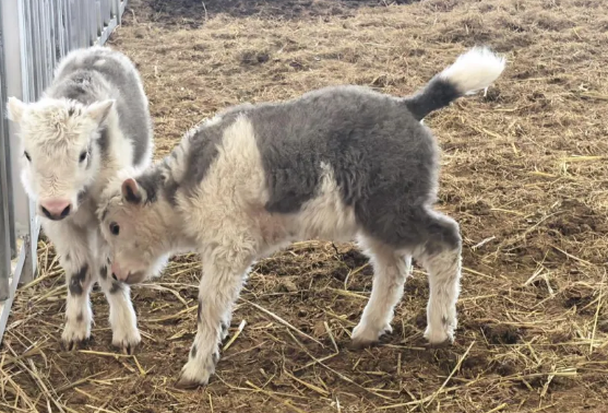 技术新突破！我国首次实现批量克隆10头牦牛