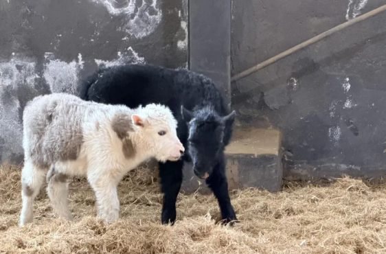 技术新突破！我国首次实现批量克隆10头牦牛