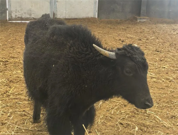 技术新突破！我国首次实现批量克隆10头牦牛