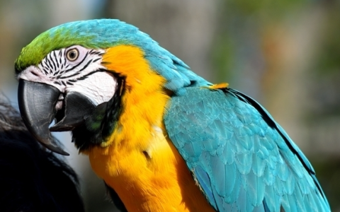 男子因逗鹦鹉发烧一周后住进ICU 医生：该病症有几率复发