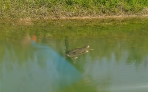 世界上最孤独的动物！中国唯一一只斑鳖“苏苏”现身：已有100多岁