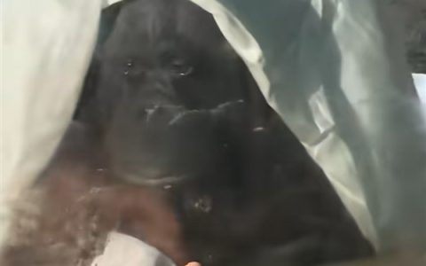 猩猩多次当众落泪惹争议 网友纷纷质疑：动物园为何要存在