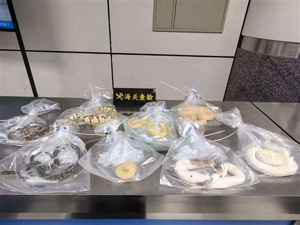 太离谱!男子用黑丝将8条活蛇绑腰上进境被查 6条是濒危物种