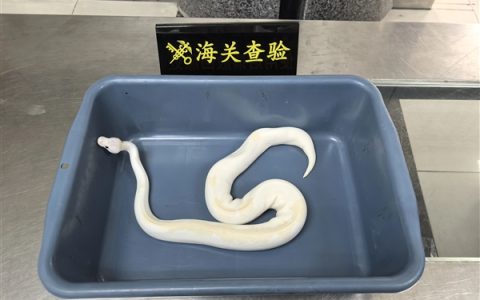 太离谱！男子用黑丝将8条活蛇绑腰上进境被查 6条是濒危物种
