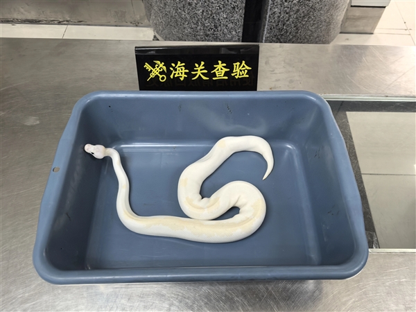 太离谱!男子用黑丝将8条活蛇绑腰上进境被查 6条是濒危物种