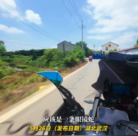 眼镜蛇在路上守株待兔 摩托车经过瞬间弹射攻击  当事人：当时吓坏了