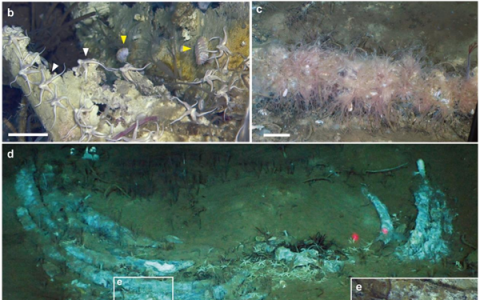 全球已知最深鲸类“大墓地”！科学家发现530万年前鲸类化石群