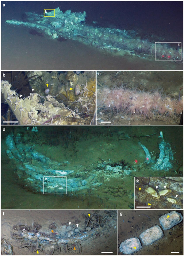 全球已知最深鲸类“大墓地” ！科学家发现530万年前鲸类化石群